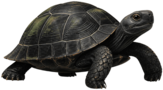 La Tortue Noire
